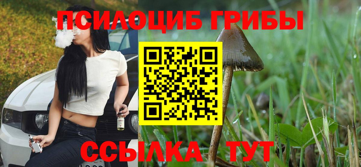 Псилоцибиновые грибы Cubensis Сургут